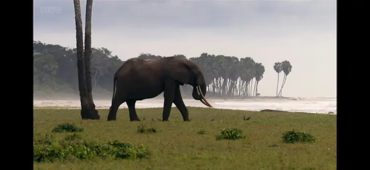 African forest elephant (Loxodonta cyclotis) as shown in Africa - Congo